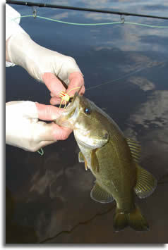 Fly-Fishing for bass